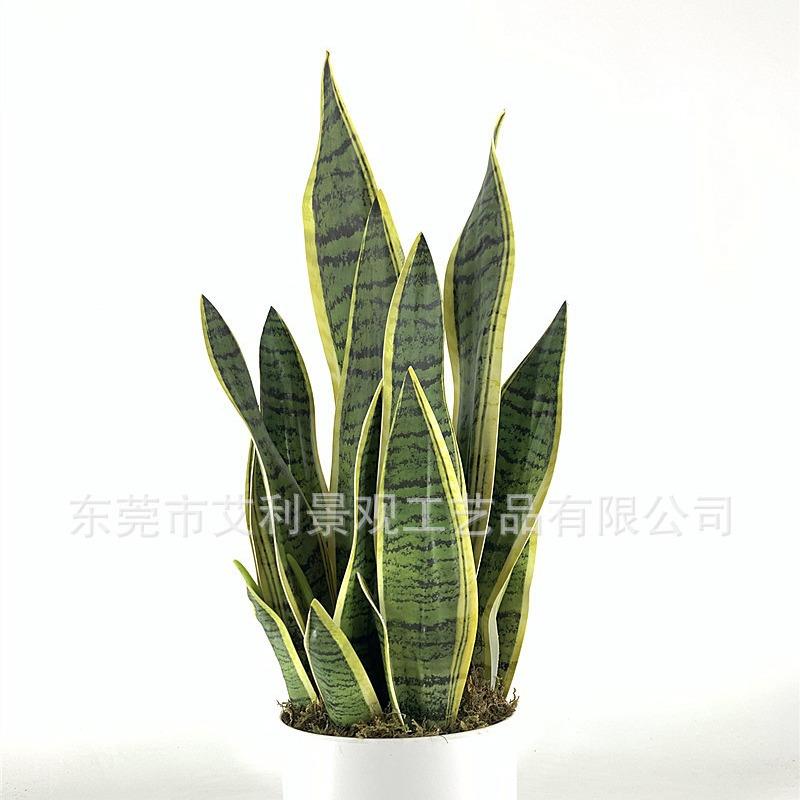 金边虎皮兰盆栽室BQN盆内厅花假客花摆件假树架绿植盆景