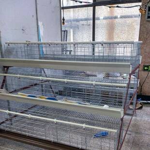 三家层五门梯式A型蛋鸡笼多化种尺寸规格半阶自动养殖设PMK备厂直