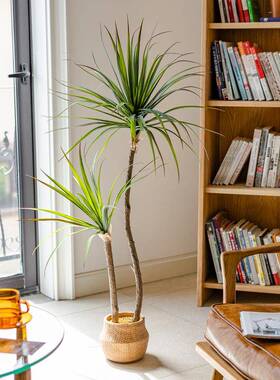 掬涵轻奢真仿绿植龙盆舌兰假树千年木植WIQ物盆栽室内厅装饰客落