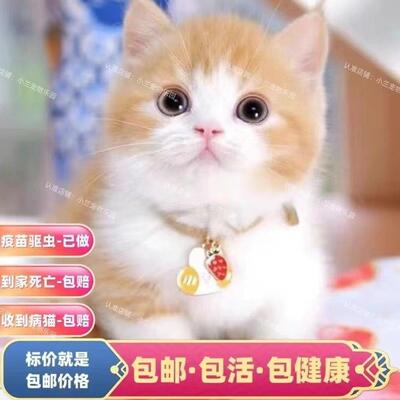 中华田园猫橘猫幼崽狮子猫狸花猫幼猫小橘猫白猫小猫咪三花奶牛猫