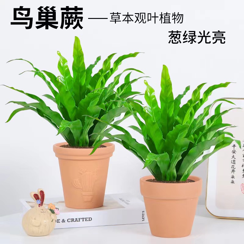 鸟巢蕨盆栽蕨类室内观叶绿植花卉客厅办公司桌面新奇植物四季常绿