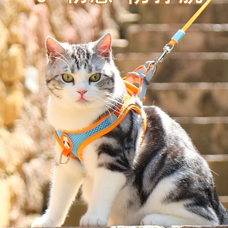 猫咪牵引绳防挣脱专用猫绳小型犬胸背带绳子溜猫绳宠物牵狗绳遛狗