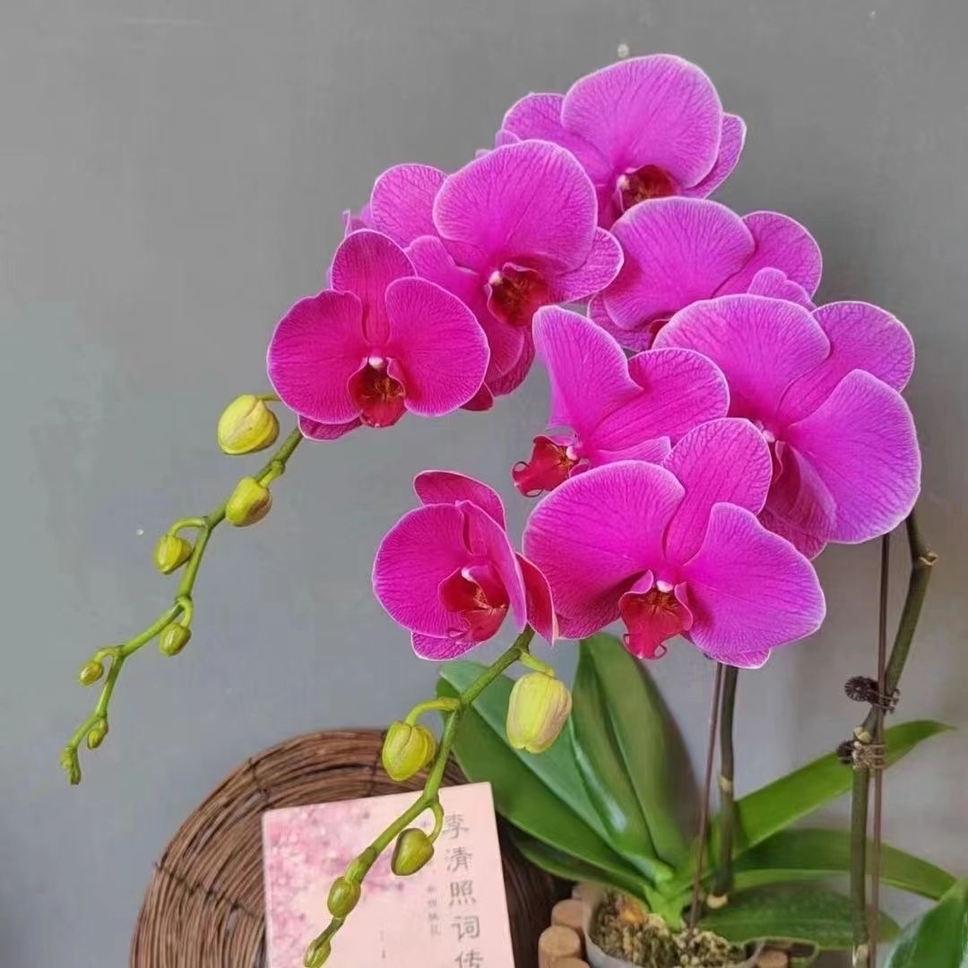 蝴蝶兰即收即赏带花带花苞双花剑成品室内客厅花卉绿植四季开花
