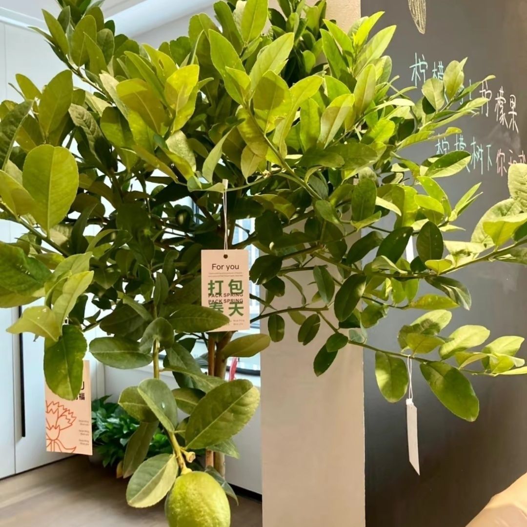 四季结果柠檬树盆栽包邮阳台带果花苞树苗庭院植物水果树绿植室内