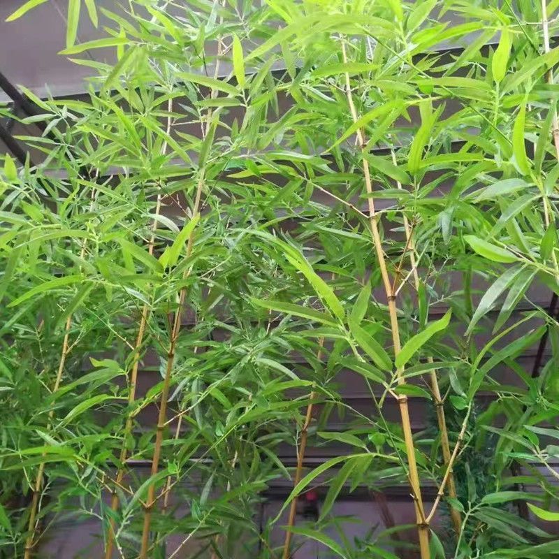 仿真竹子细水竹毛竹装饰隔断客厅屏风装饰橱窗玄关假竹子仿真竹子