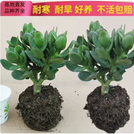 室内净化空气绿植花卉四季玉树盆栽玻璃翠燕子掌大多肉植物