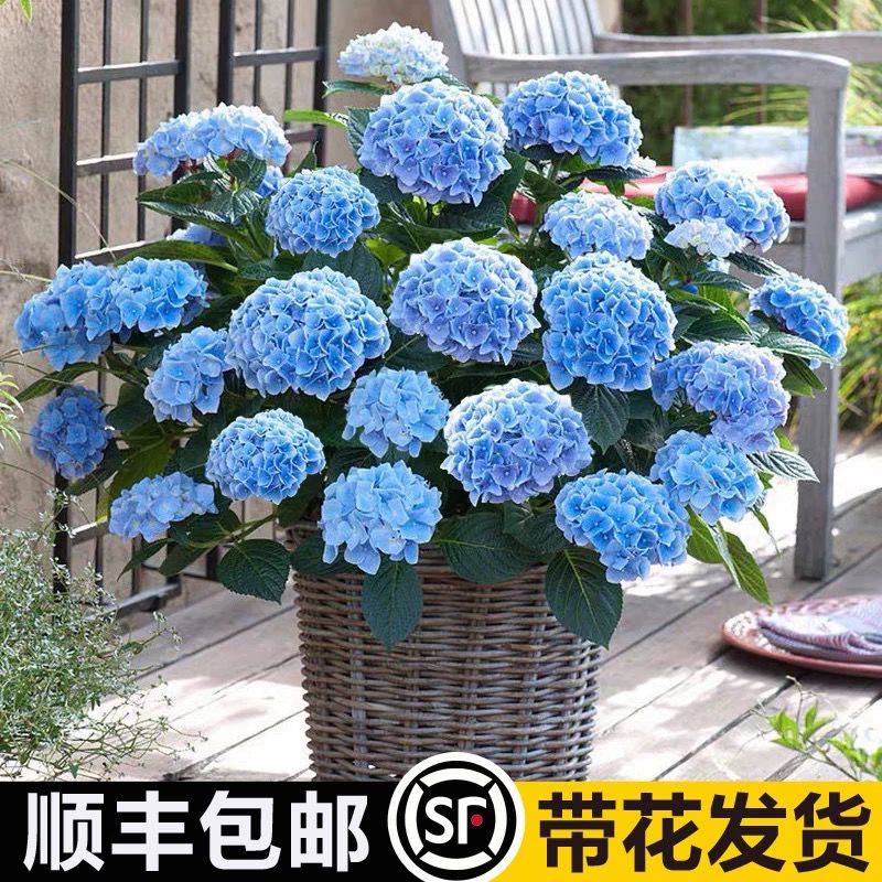 绣球花苗盆栽花卉植物室内花四季开花不断尽夏大花带花苞易成活