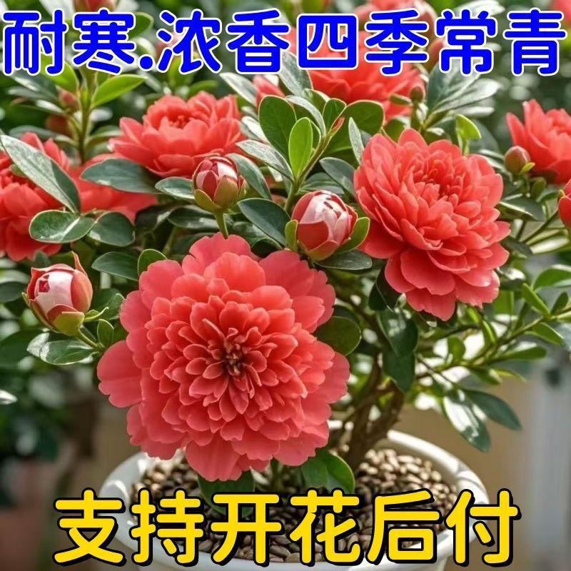 【新品推荐】耐寒盆栽四季开花重瓣青杨室内外花卉阳台好养盆景