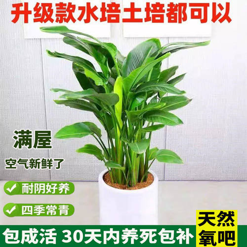 天堂鸟盆栽室内大型植物鹤望兰客厅办公室家庭绿植花卉 水培好养