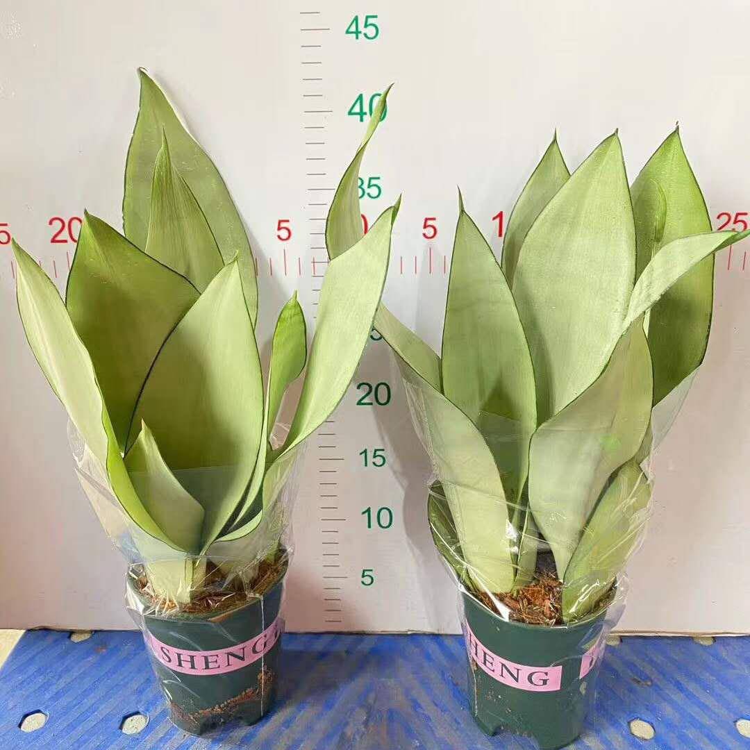家居植物花卉盆栽虎皮兰植物盆栽加仑白玉兰