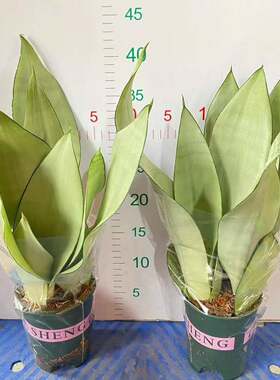 家居植物花卉盆栽虎皮兰植物盆栽加仑白玉兰