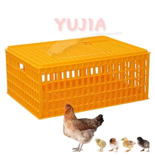 塑料鸡RYV鹅鸭鸽笼运输箱成周转厚箱加鸡筐框鸡箱摔不坏成运输笼