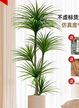 龙型树仿真血绿龙须树龙铁树客厅装饰室F98SS8JS内大假植植物盆栽