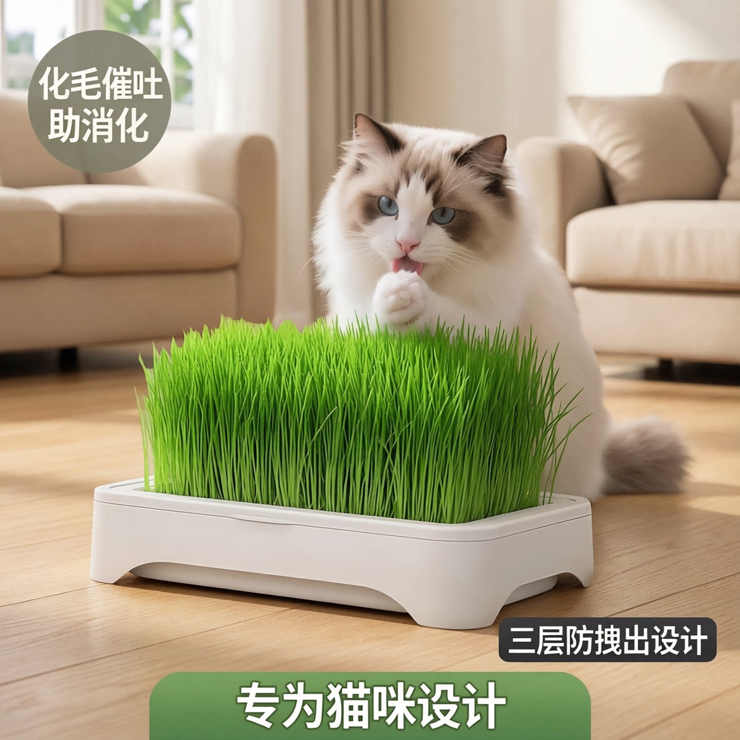无土水培懒人猫草育苗盘化毛图片