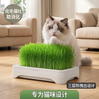 无土水培懒人猫草育苗盘化毛