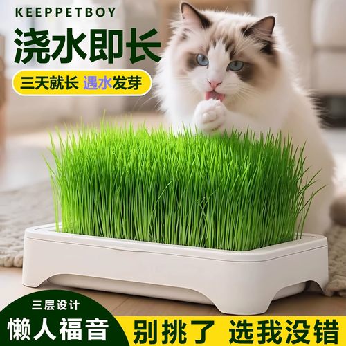 无土水培猫草盆栽种植盒