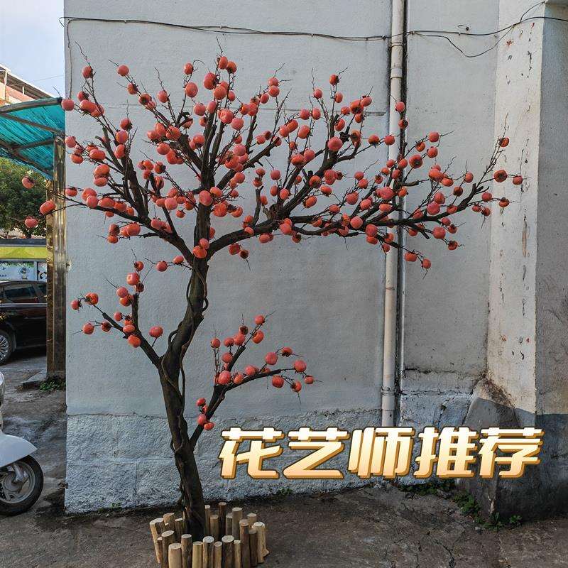 新款柿子树假果树中式庭院造景盆景绿植室内装饰树福榕园
