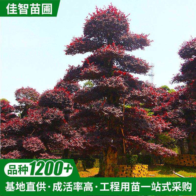 造型红花檵木桩园林绿化基地行道风景树景观红花继木盆景桩景