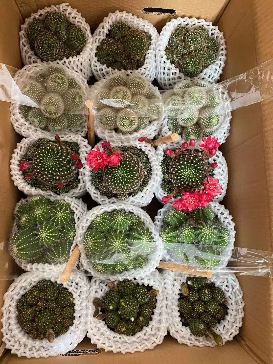 【基地直供】仙人球植物桌面小盆栽 居家绿植 随机混装多头五色球