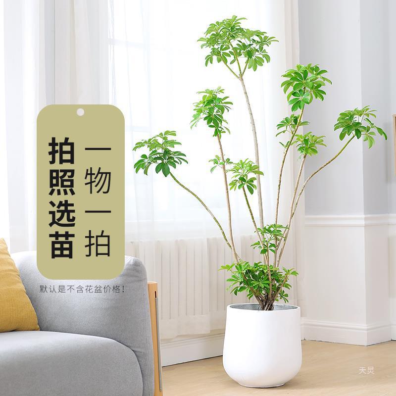 1室1鸭脚木大公盆栽八方来财内常绿752植物办大室客厅型绿植盆栽