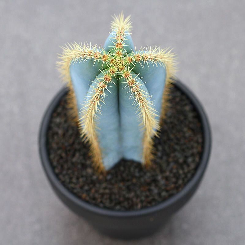 速发稀少品种仙人球蓝衣柱金青阁蓝色仙人柱沙生多肉植物组合盆栽