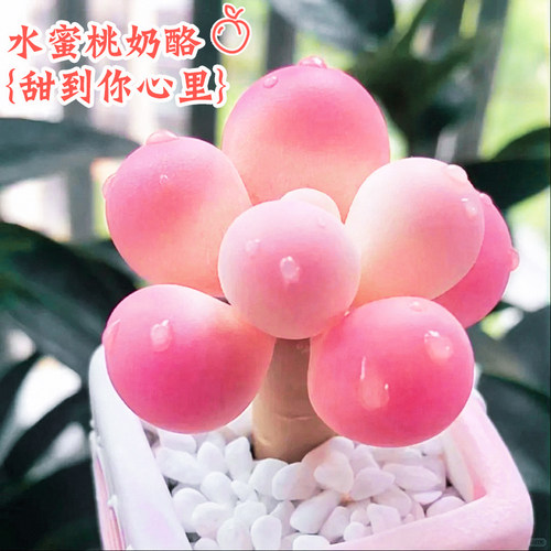 速发精品奶酪多肉植物室内盆栽绿植稀卉品种养圆小肉肉花有植物好