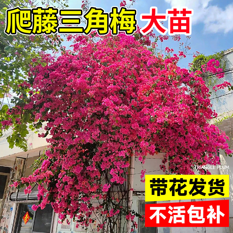 速发三重梅花爬藤大苗绿桩花卉角瓣红老樱耐寒庭院台四季大苗