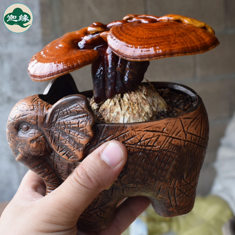 观赏招财小象灵芝盆景q盆栽家庭室内办公摆件吉祥如意观赏灵芝摆