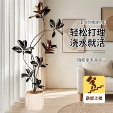 黑金刚橡皮树客厅大盆栽绿植办公室内大I型植物大号真花禄植落地