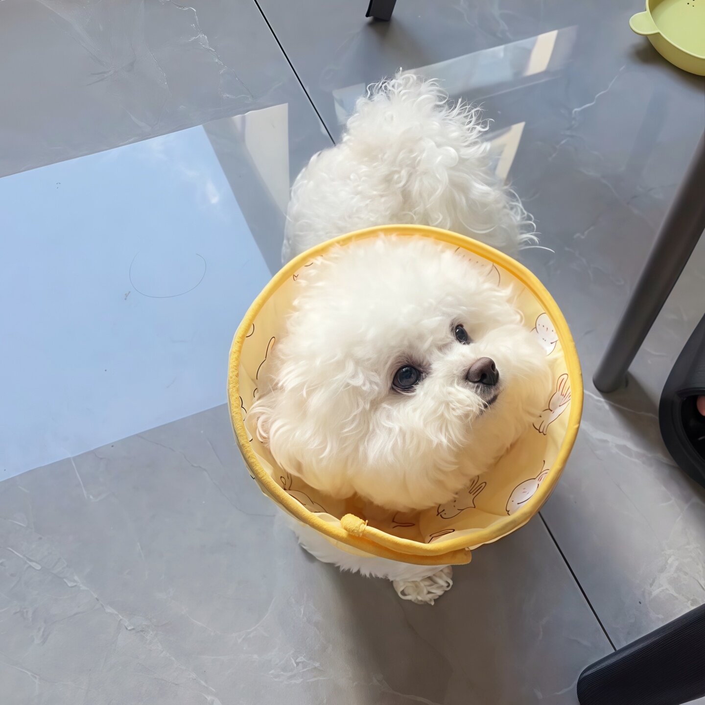 狗狗伊丽莎白圈中小型犬防舔防抓头套猫咪幼猫绝育项圈宠物围脖圈