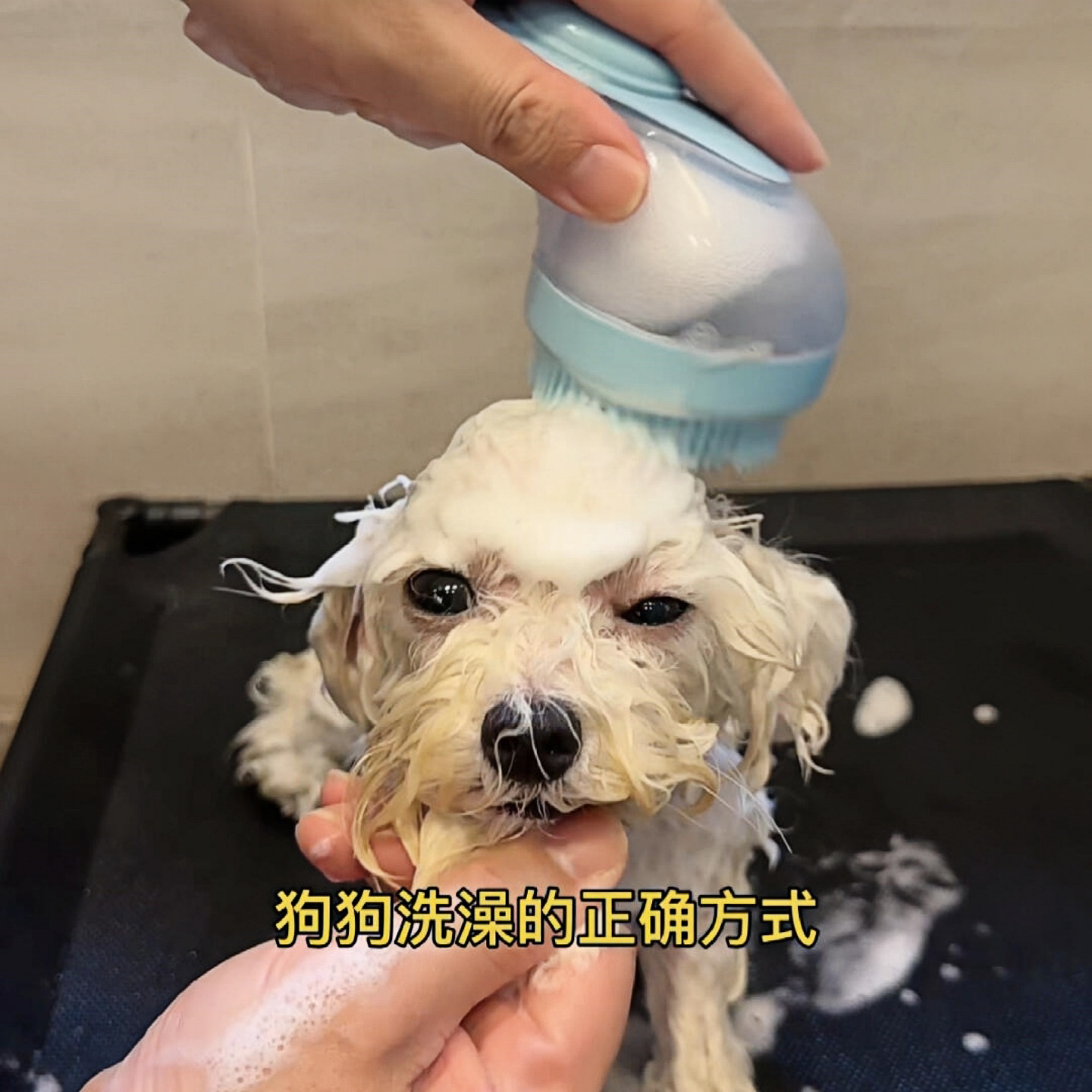 狗狗洗澡刷宠物沐浴专用起泡器猫咪搓澡神器硅胶按摩刷猫用品大全