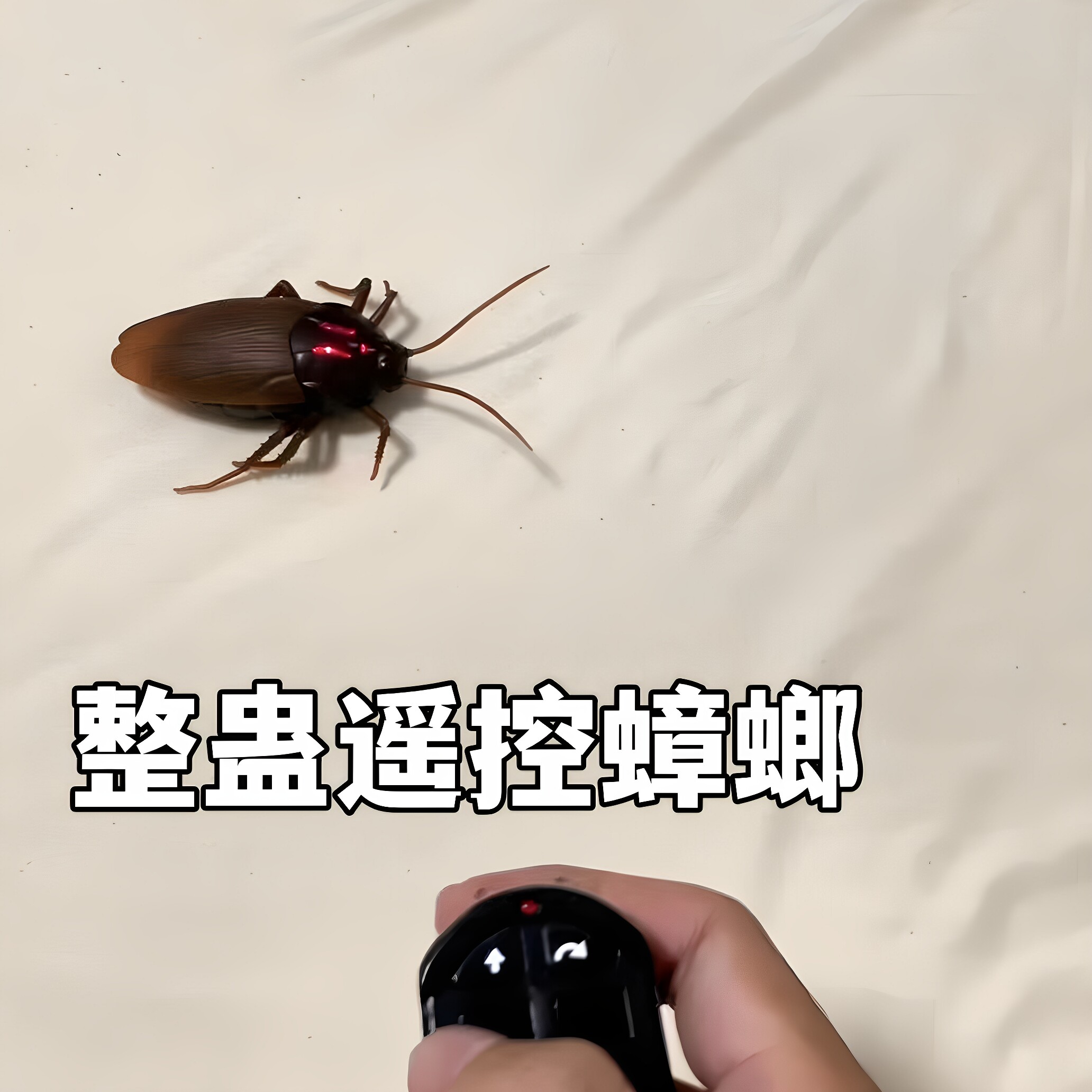 遥控蟑螂玩具仿真电动小虫子假昆虫整蛊道具趣味解闷逗猫小玩具