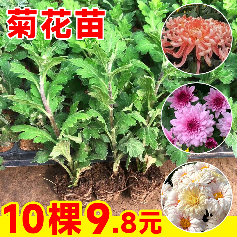 速发球菊花盆栽带大苞花瓣大牡丹菊花苗小苗易活四季开花耐寒花卉