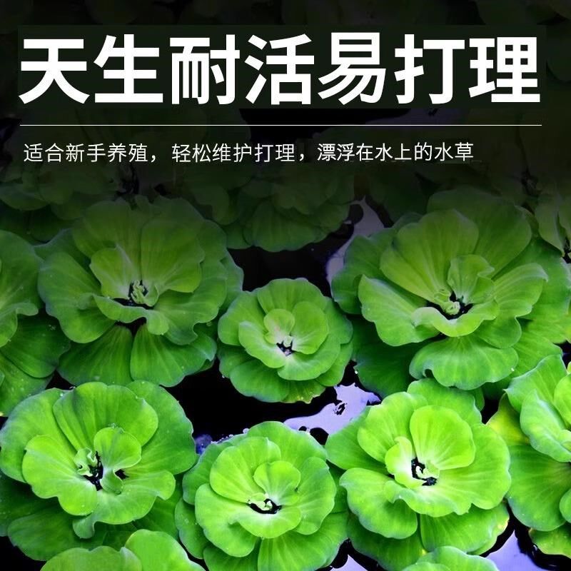 热销浮萍水草植物鱼缸造景冒泡水培一叶莲水芙蓉水葫芦睡莲净水真