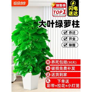 大叶绿萝柱盆栽客厅大型除甲醛绿植室内办公净化空气新房好养绿箩