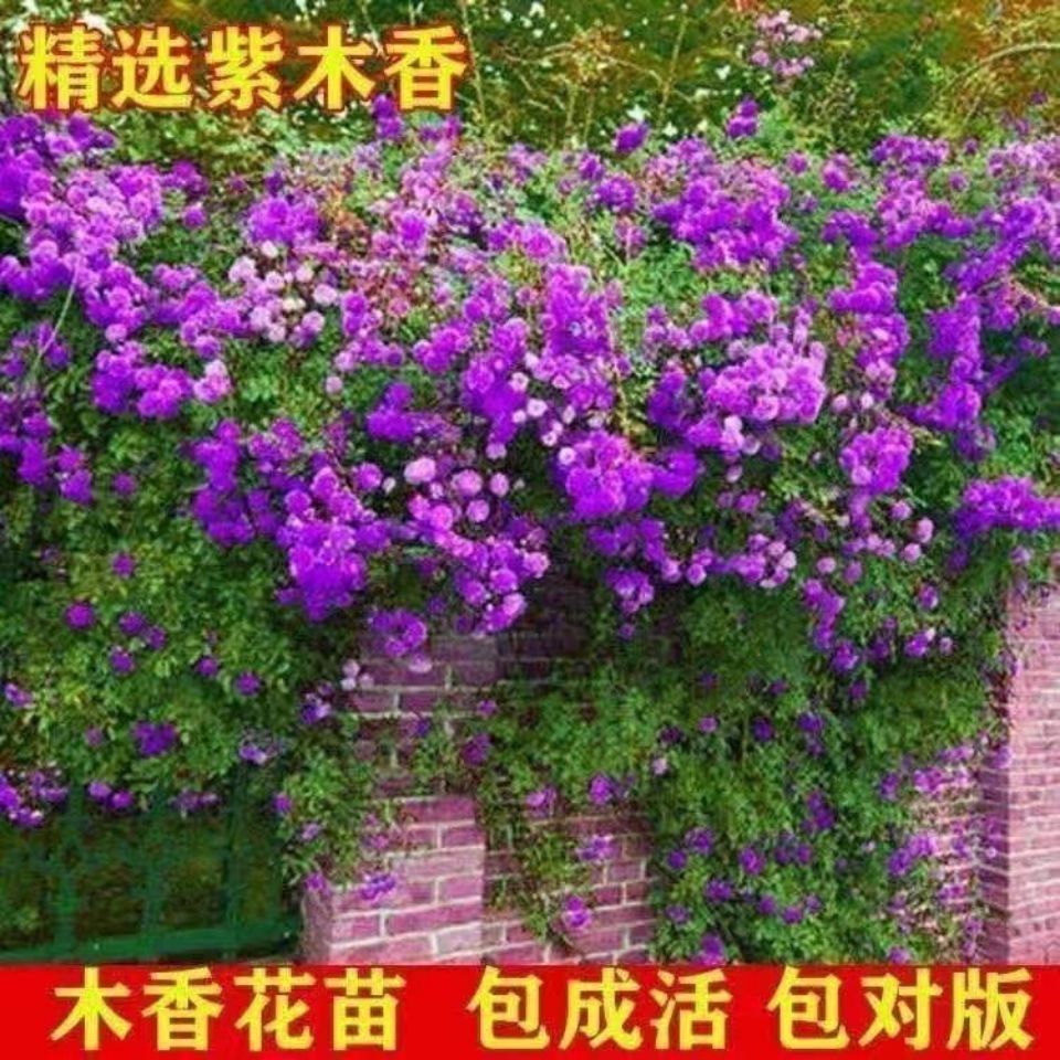 【包成活】木香花苗七里香爬藤植物白红黄木香花盆栽阳台庭院花卉