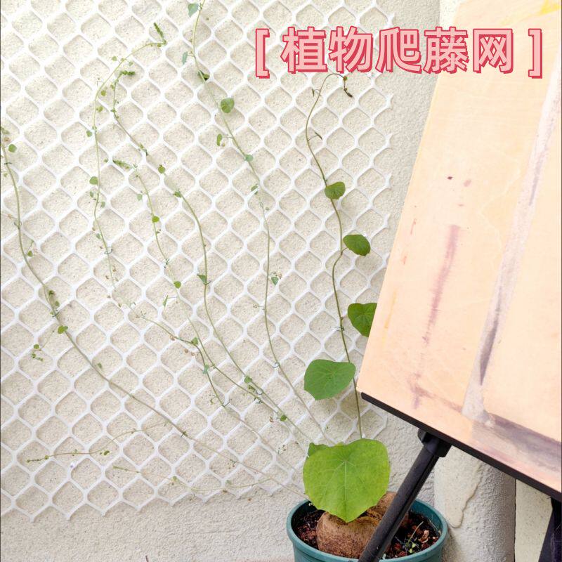绿萝爬藤网 山乌龟藤曼植物上墙网 月季花墙装饰塑料网格园艺爬藤