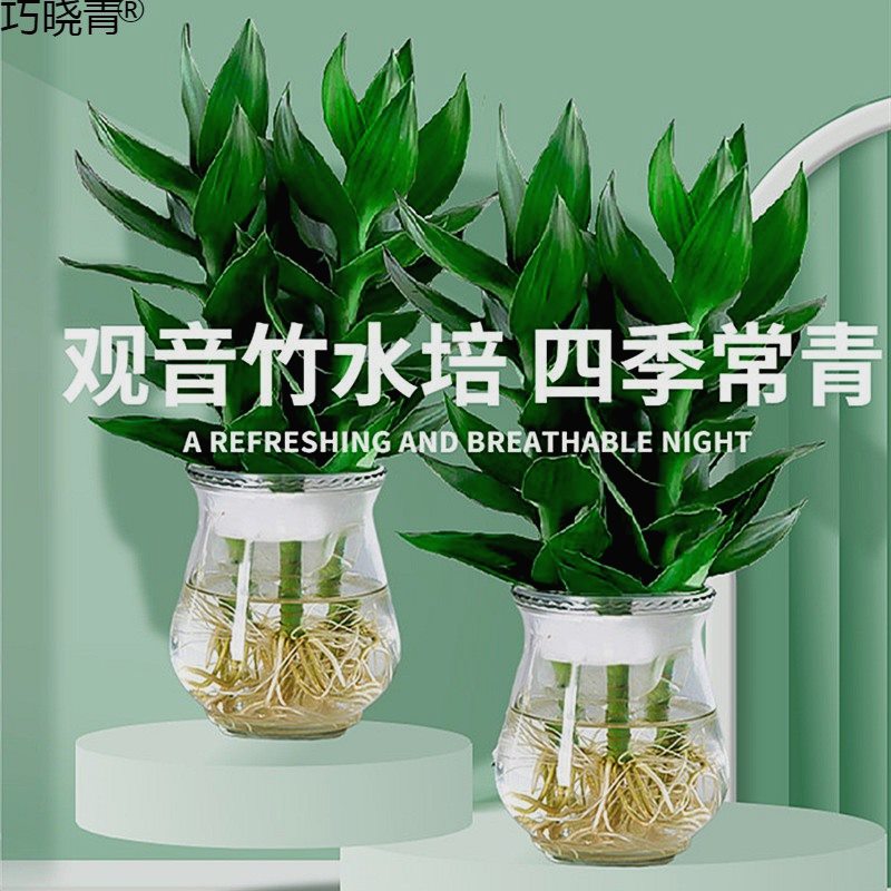 观音竹富贵竹水培植物盆栽绿萝室内绿植带根花卉转运竹带花瓶好巧