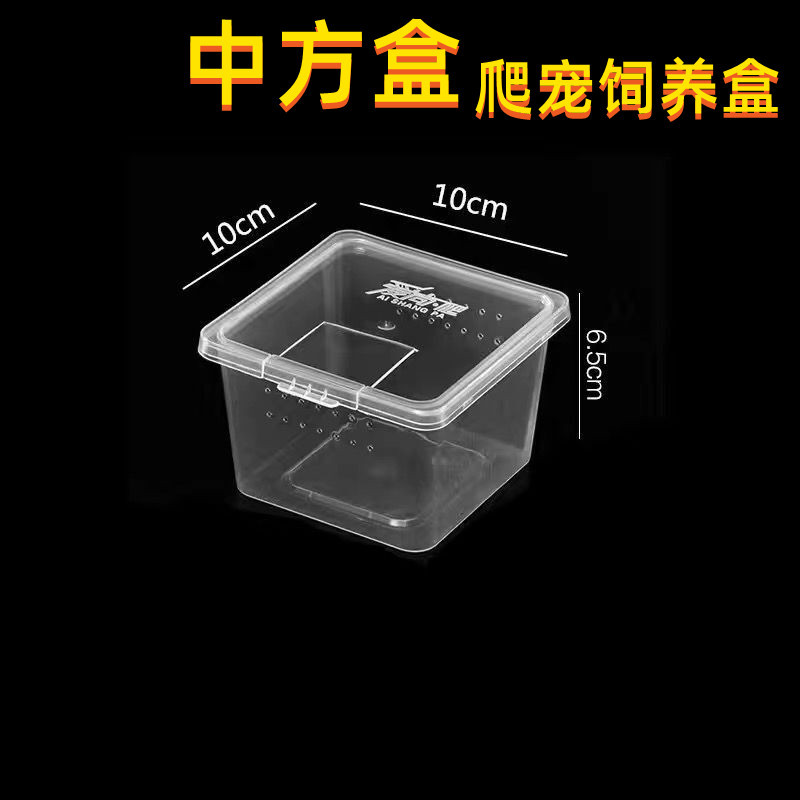 透气树栖蜘蛛饲养盒套装