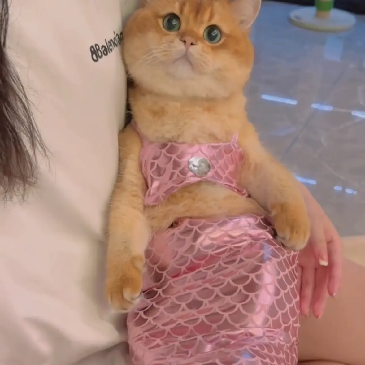 猫咪美人鱼宠物鱼尾装饰搞怪拍照