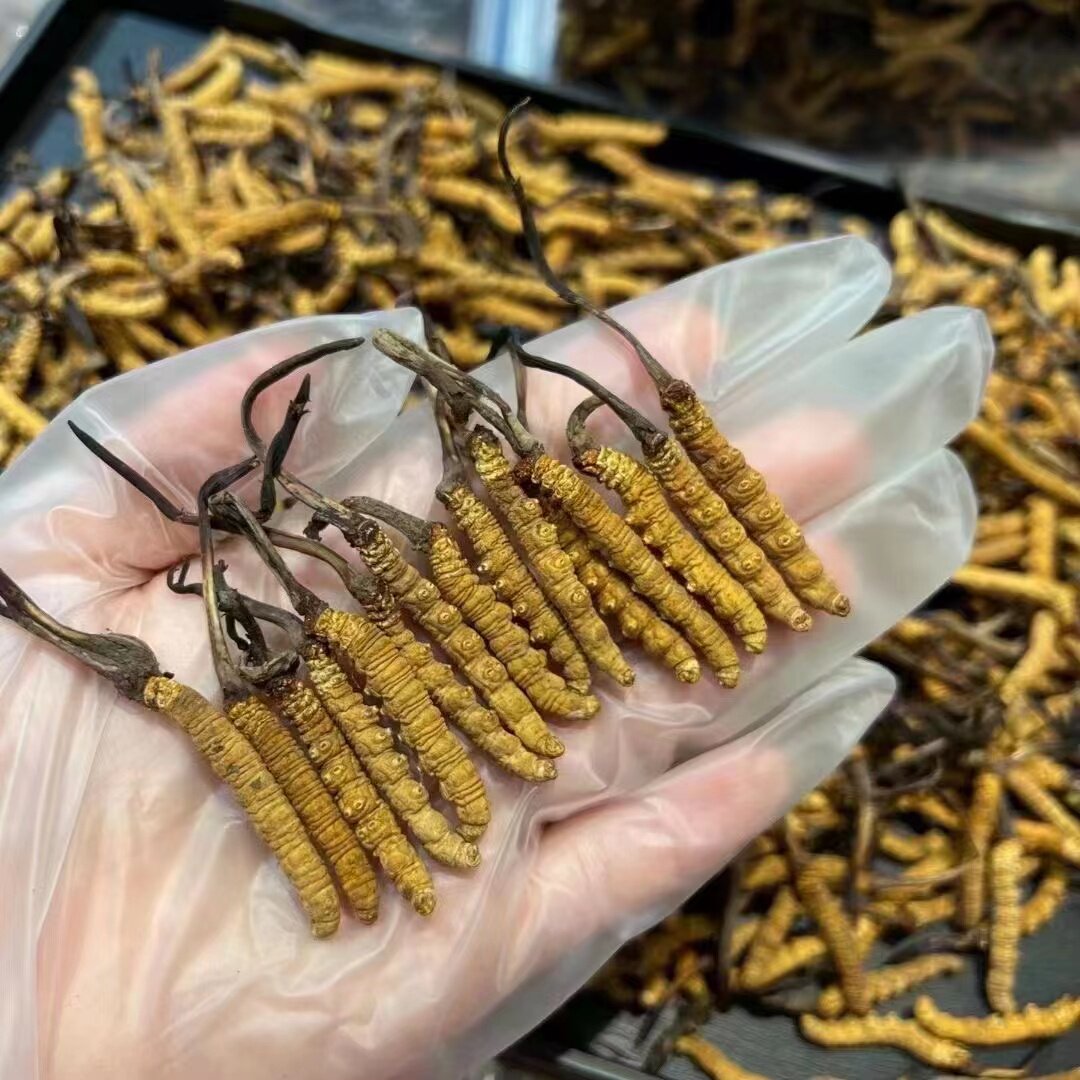 冬虫夏草正品高海拔2025头期新草高原礼盒特产