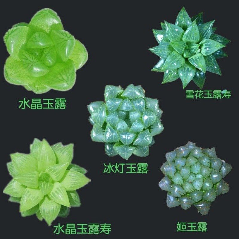九尾狐 猴尾柱 多肉植物 室内盆D栽花 阳台卉花绿植 植物老桩