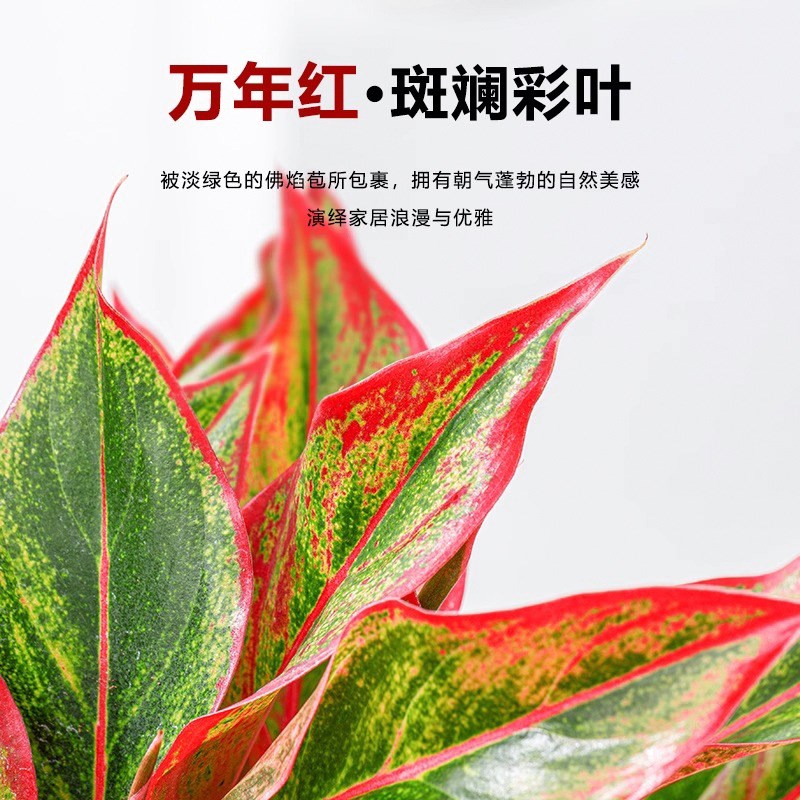 万年红盆栽花卉植物o室内水培土培观叶绿植四季好养净化空气年宵