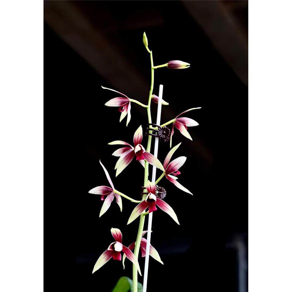 兰花苗秋榜【万山红缘】硬化一年半 开花香开品正室内花卉绿植