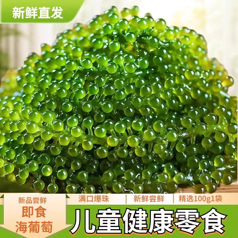 速发现货儿童海葡萄即食新鲜海带海藻绿色鱼子酱长寿菜裙带菜海藻