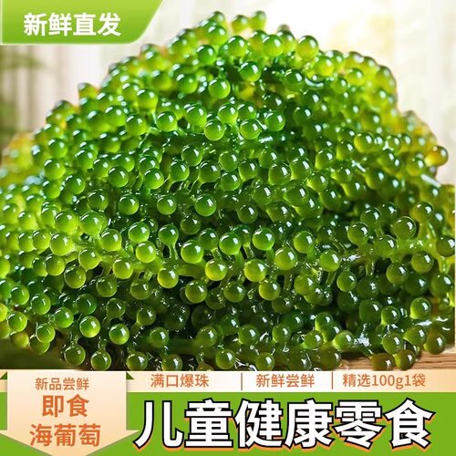 现货儿童海葡萄即食新鲜海带海藻绿色鱼子酱长寿菜裙带菜海藻菜旗
