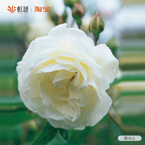 藤冰山月季花苗小苗盆栽爬墙藤本月季耐寒勤花Q优秀抗病性阳台月