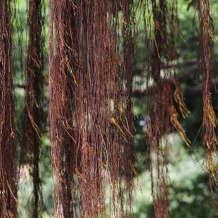 榕树须根500g榕树根造景根须树须龙须根榕树须爬U藤条鱼缸造景藤