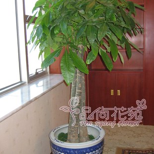 客厅大型花卉植物大n盆景室内特级大发财树辫子大发财树大盆栽包