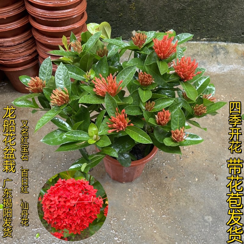 带花苞发货 龙船花绣球花盆栽 室内阳台庭院四季开花 绿植盆栽